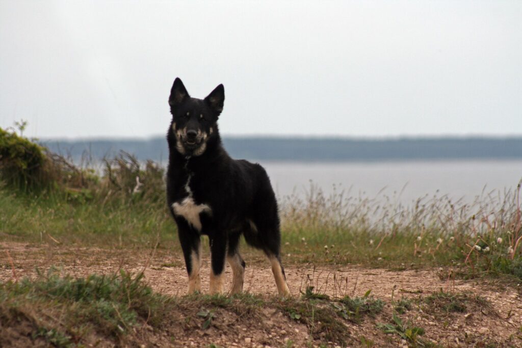 Keskikokoinen koira seisoo hiekkapolulla luonnon keskellä, taustalla avautuu rauhallinen järvimaisema. Kuva korostaa koiran hyvinvointia ja vastuullista kasvatusta luonnonläheisessä ympäristössä – teemoja, jotka ovat keskeisiä vastuulliselle koiran hankinnalle ja kasvattajille.