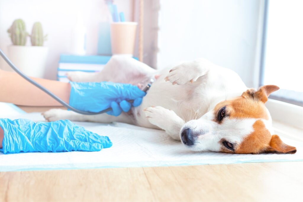 Veterinary care for pets. A vet doctor in blue gloves examines a lying dog